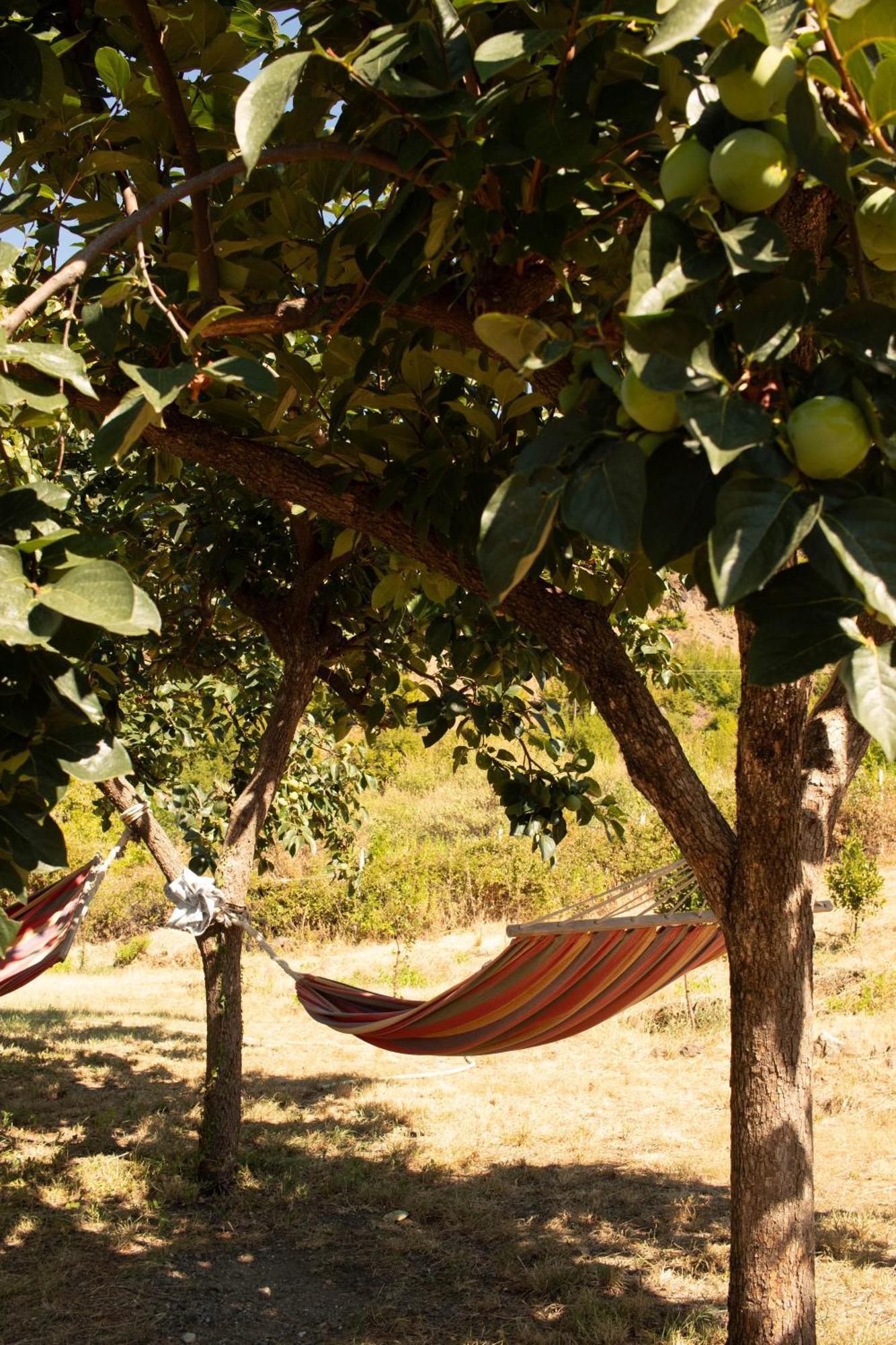 Agroturizem Hotel Vila Franceze Koman ภายนอก รูปภาพ